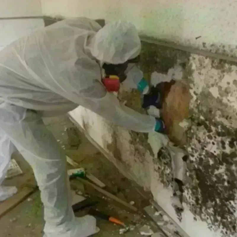 Mold Remediation and Removal in Watertown, NY